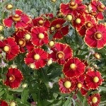 Helenium cultivare și îngrijire, grădină