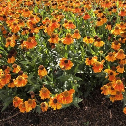 Helenium termesztés és karbantartás, kerti