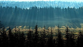 Duma de Stat a adoptat o lege privind știrile privind amnistierea pădurilor
