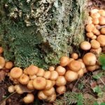 Ciuperci în suburbii (51 fotografii) descriere, care cresc acum, când să colecteze comestibile, atunci când