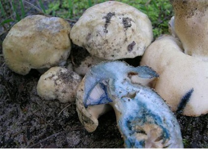 Imagini de vânătăi de ciuperci