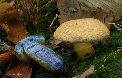 Vânătaie de ciuperci (albastru giroporos) descrie unde crește - viața mea