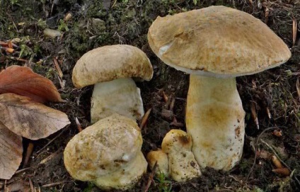 Mushroom натъртване (Gyroporus Cyanescens) описание с увеличаване - моят живот
