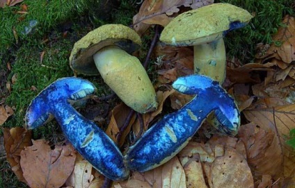 Vânătaie de ciuperci (albastru giroporos) descrie unde crește - viața mea