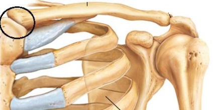 Structura articulațiilor mamare și claviculare