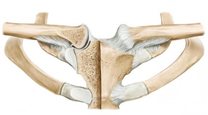 Structura articulațiilor mamare și claviculare