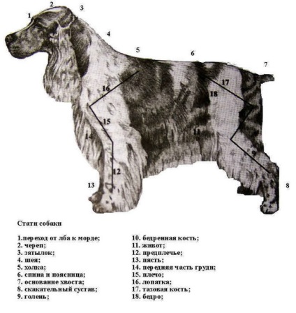 Îngrijirea și tăierea lânii cocker spanielului englez - site-ul iubitorilor mei!