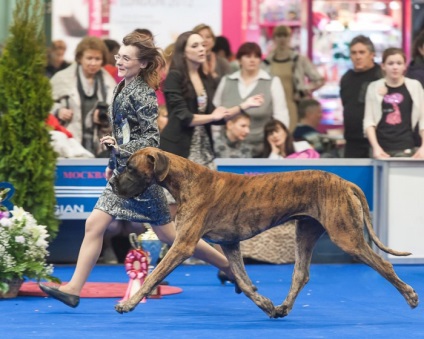 Grooming, tunderea, manipularea că toate aceste cuvinte înseamnă avmoor