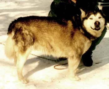 Site de informații despre rasa Malamute din Alaska