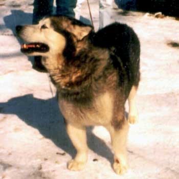 Site de informații despre rasa Malamute din Alaska