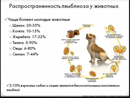 Infuzoria încălțăminte parametrium caudatum