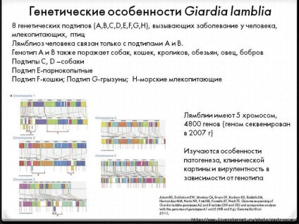 Infuzoria încălțăminte parametrium caudatum