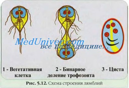 Infuzoria încălțăminte parametrium caudatum