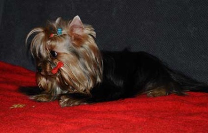 Yorkshire Terriers alege un tratament, Yorkshire Terrier, vânzarea de pui din grădiniță, bărbați pentru