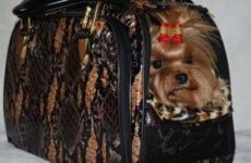 Yorkshire Terriers alege un tratament, Yorkshire Terrier, vânzarea de pui din grădiniță, bărbați pentru