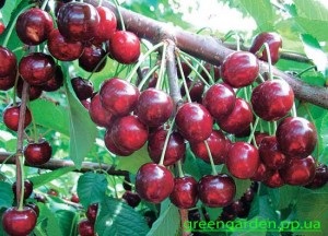 Cum să te ocupi de vârfurile de filare, o grădină verde