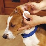 Cum sa cureti urechile de caini si pisici