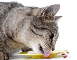 Care ar trebui să fie alimentația pisicii care alăptează, pisică și pisică