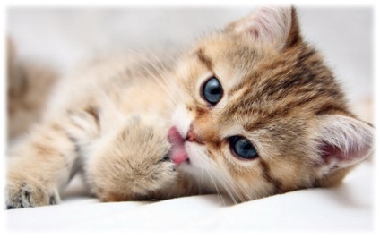 Cum să scapi de problemele cu ghearele de pisică lungi