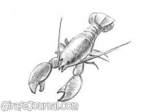 Cum de a desena un homar în creion pas cu pas, video