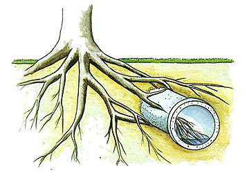 Cum să curățați conductele de canalizare dacă au rădăcini de copaci
