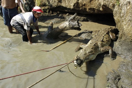 Cum de a vâna crocodili în Costa Rica - o bibliotecă a unui turist