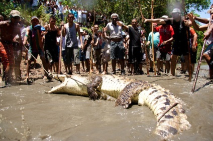 Cum de a vâna crocodili în Costa Rica - o bibliotecă a unui turist