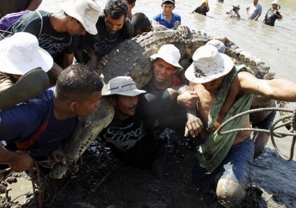 Cum de a vâna crocodili în Costa Rica - o bibliotecă a unui turist