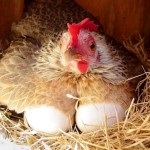 Cum să gătești puii de găină, un forum despre creșterea și păstrarea păsărilor
