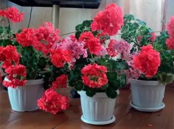 Cum să hidrângeți geranium într-o oală caracteristici de diferite soiuri de geranium