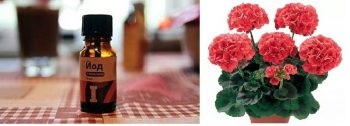 Cum să hidrângeți geranium într-o oală caracteristici de diferite soiuri de geranium