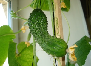 Hogyan növény uborka az erkélyen