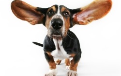 Cum să curățați corect urechile pentru pisici și câini