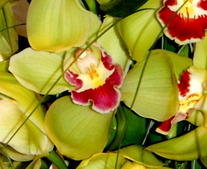 Hogyan transzplantáció az orchidea