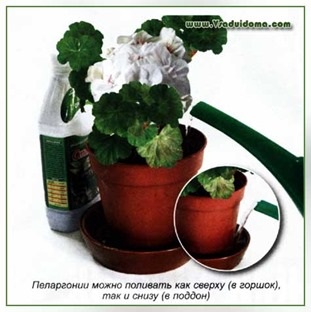 Cum să aperi în mod corespunzător un pelargonium, un loc despre o grădină, o reședință de vară și plante de apartament