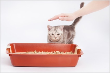 Hogyan kell tanítani a cica a tálcára (WC) egy lakásban könnyen és gyorsan
