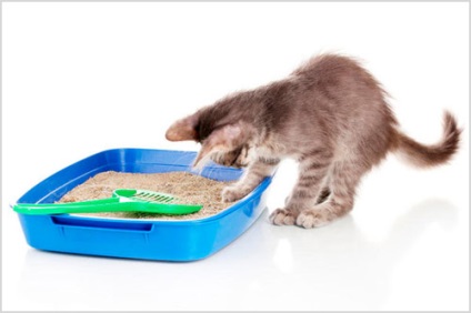 Hogyan kell tanítani a cica a tálcára (WC) egy lakásban könnyen és gyorsan