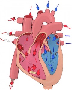 Cum funcționează inima