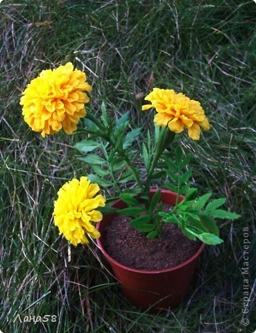 Cum să strălucești de gălbenele de porțelan rece, zinnia, dahlia, lotus, mac