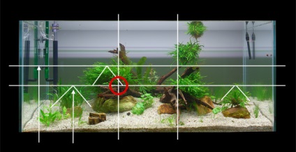 Cum să creați un acvariu natural (acvariu natural)