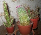 Cactus - kaktusz, ellátás, az, kaktuszok, háziállat, növények, kaktusz