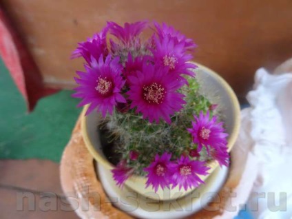 Cactus Mammilaria - fotografie de îngrijire la domiciliu