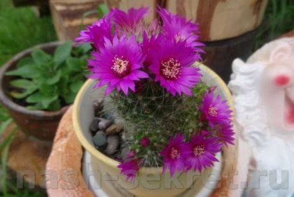 Cactus Mammilaria - fotografie de îngrijire la domiciliu