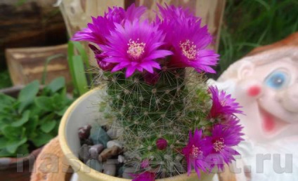 Cactus Mammilaria - fotografie de îngrijire la domiciliu