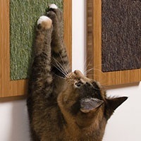 Cum de a proteja mobilierul de ghearele de pisici