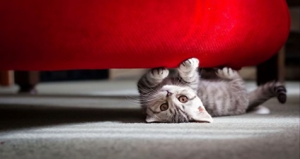 Cum de a proteja mobilierul de ghearele de pisici