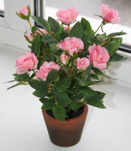 Hogyan törődik rózsa cserépben - egy cikk a felhasználó klub obi