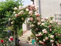 Hogyan törődik kerti rózsák, hogyan kell szaporítani rózsa nyél, univerzális portál