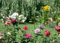 Hogyan törődik kerti rózsák, hogyan kell szaporítani rózsa nyél, univerzális portál
