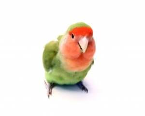 Hogyan válasszuk ki a papagáj egymásról